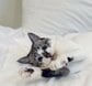 猫じゃらしに夢中で飼い主を引っ掻いてしまった猫…しゅんとした表情がかわいい