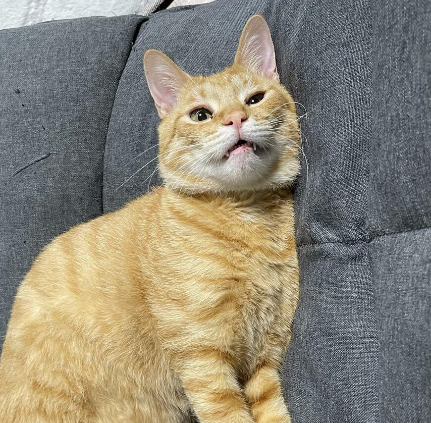 出所：@Beercat_Ana_Dar 