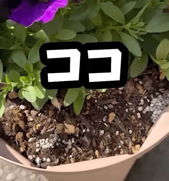 出所：@Kahmen-Gardening