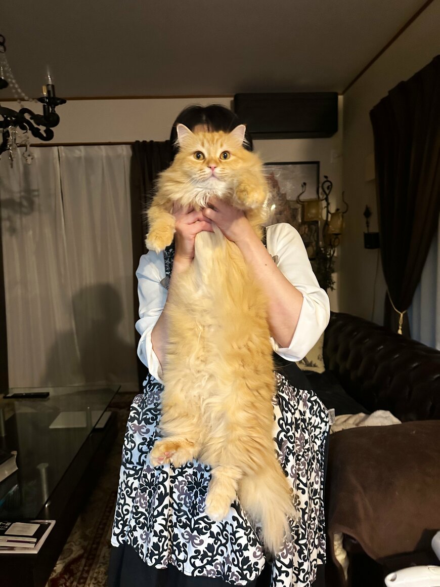 出所：@NEKOLAND13