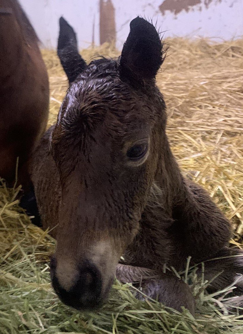 出所：@shirai_farm