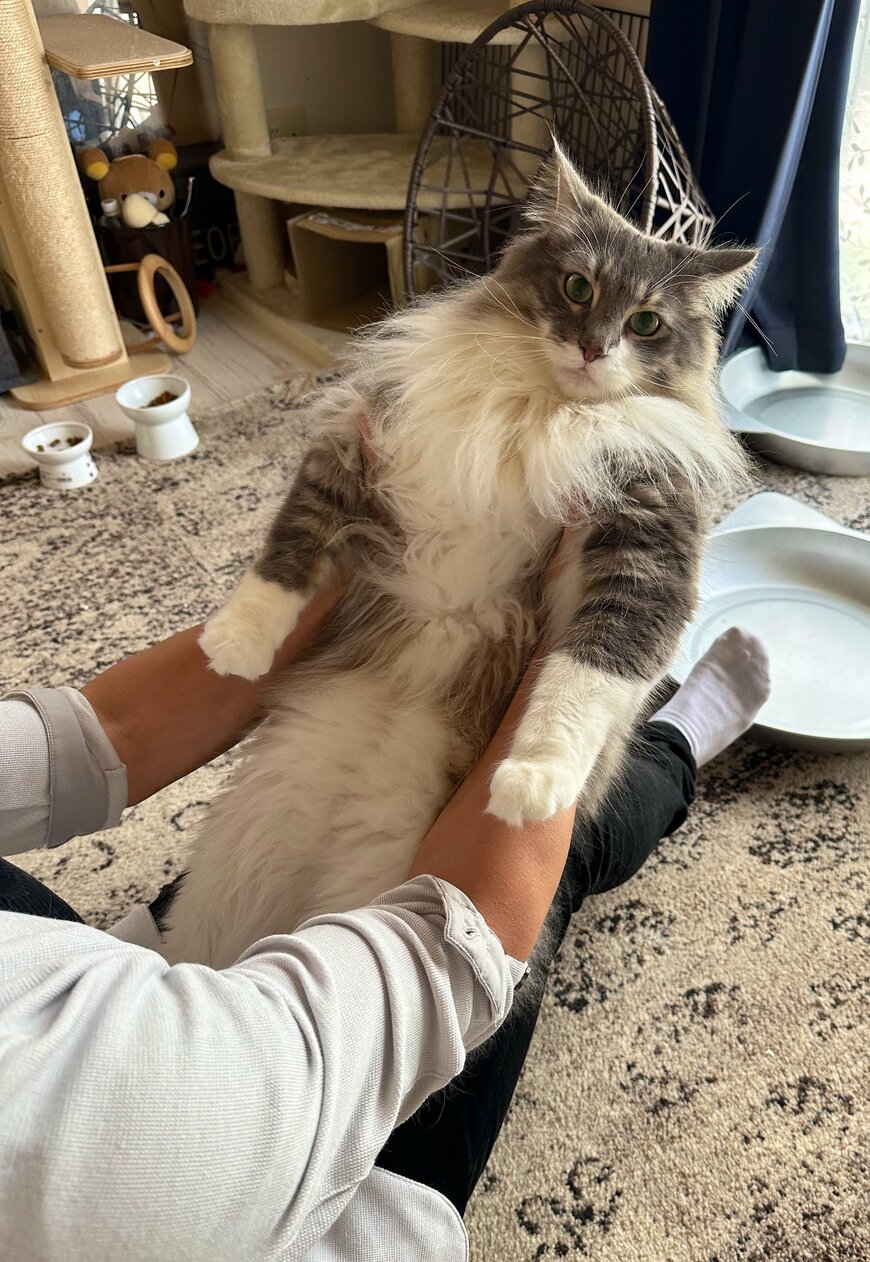 出所：@NEKOLAND13