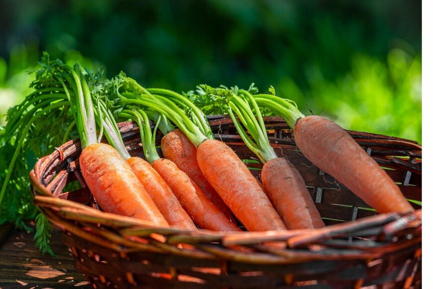 【ベランダ家庭菜園】プランターで育てる秋冬野菜「初心者でもお世話カンタン」おすすめ野菜6選