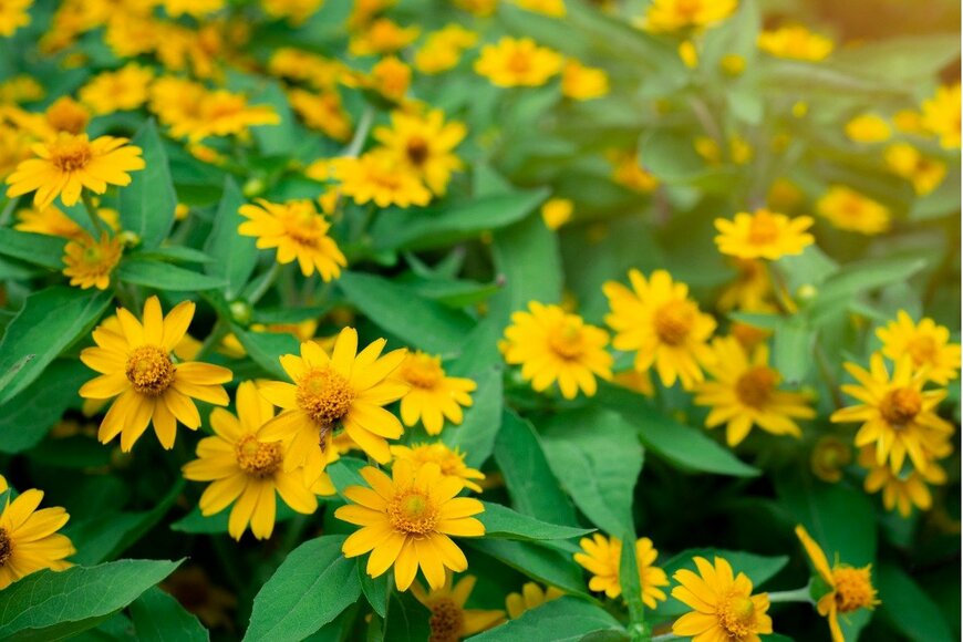 Kumpanat Phewphong/istockphoto.com