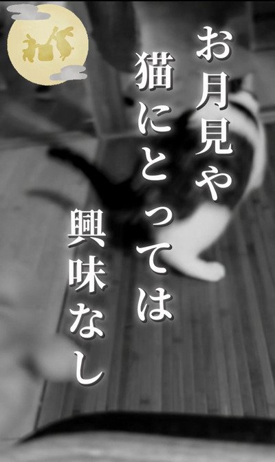出所:@nikoandkotatorowasabi