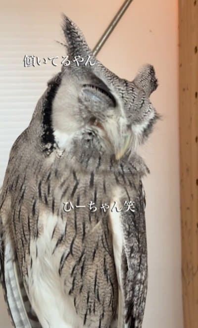 出所：@hiji.mozu_owl