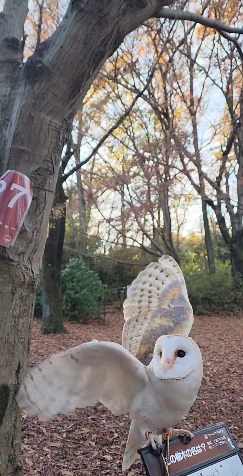 出所：@miki4wan108