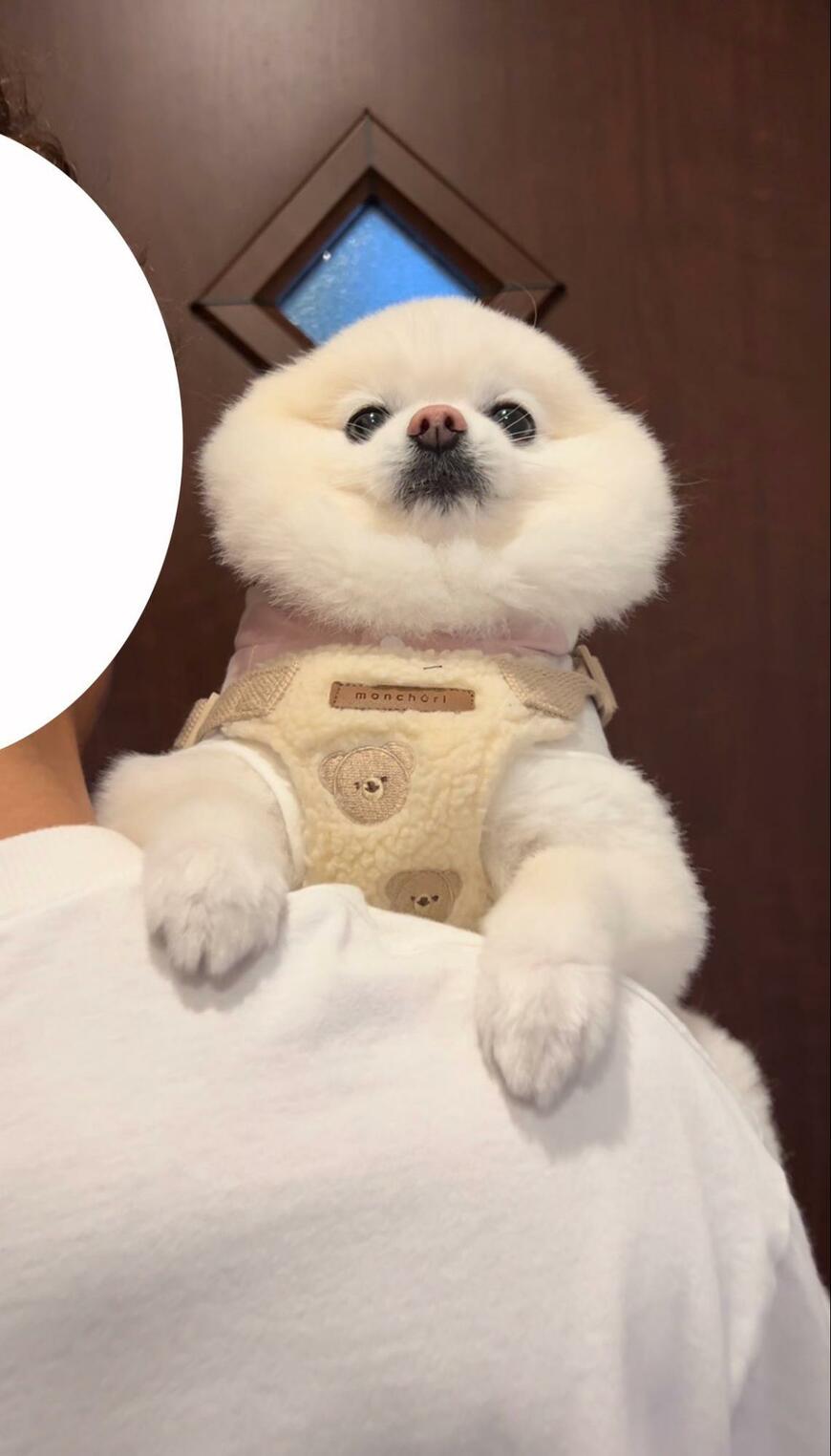 出所：@boku_ponchan