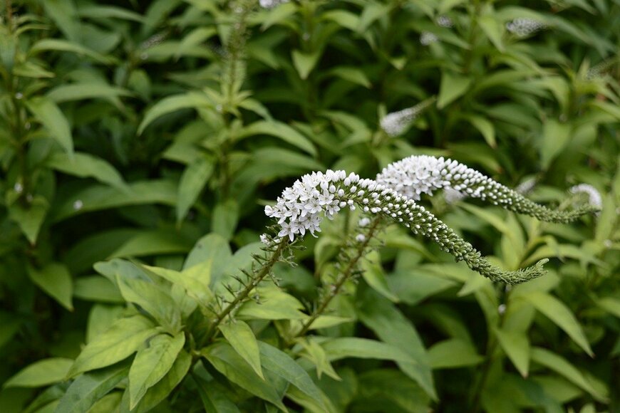 agatchen/istockphoto.com