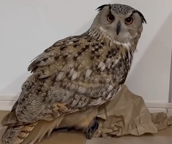 イタズラが大好きなフクロウさん　一心不乱に紙を引きちぎる様子が笑える「ストレス解消になりましゅょ」