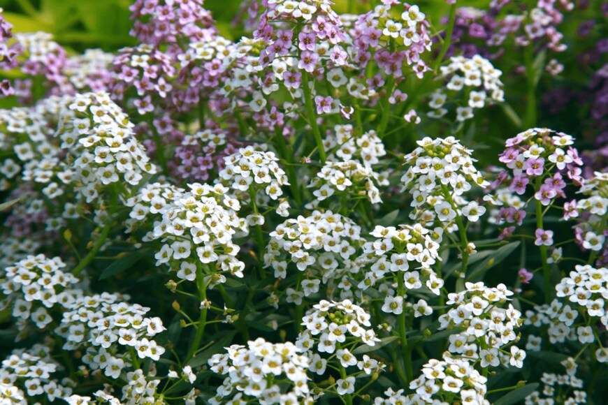 TatianaMironenko/shutterstock.com