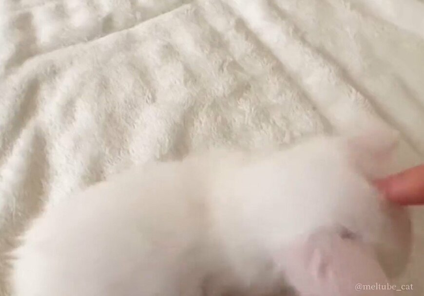 出所：@meltube_cat