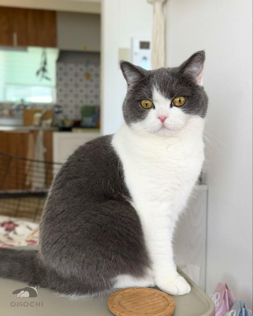 「←7月　11月→」猫の『夏と冬の思わぬビフォーアフター』に悶絶！