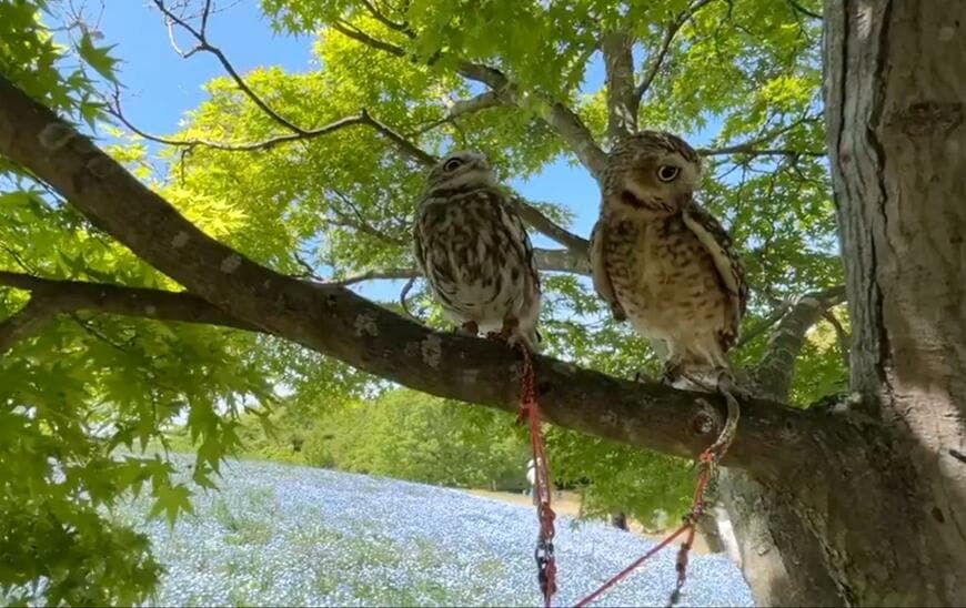 出所：@chimaki_anahori