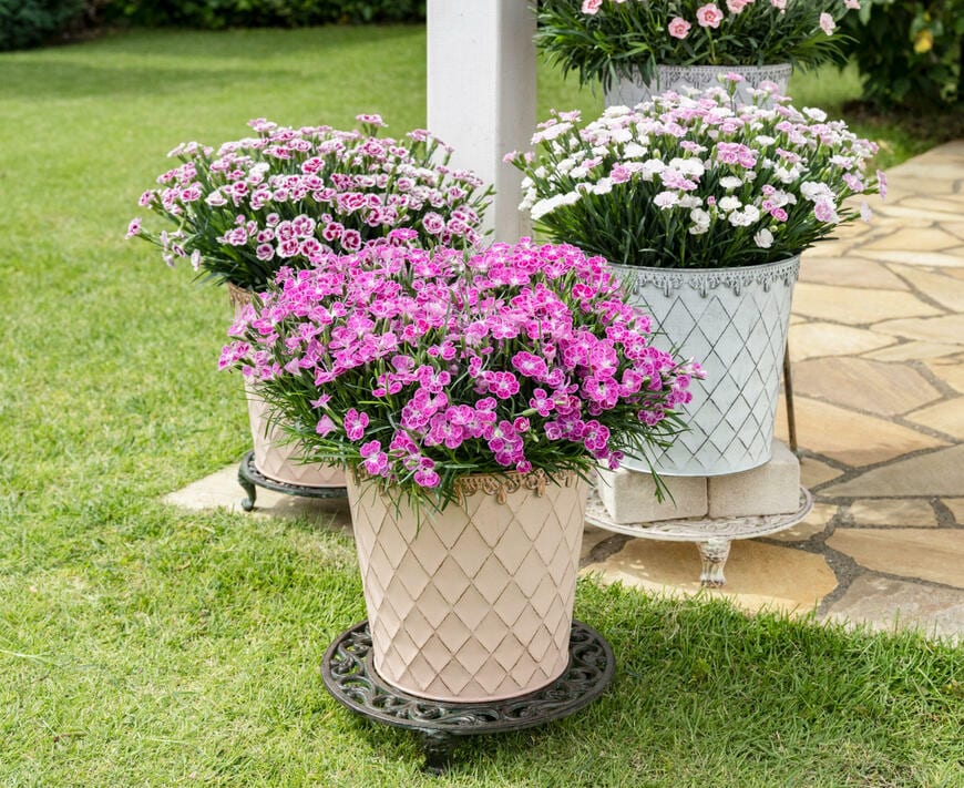 出所：サントリーフラワーズ ミーテ