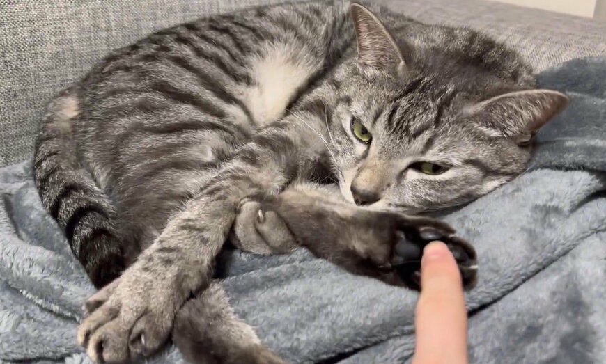 出所：@totomaru_hanmi