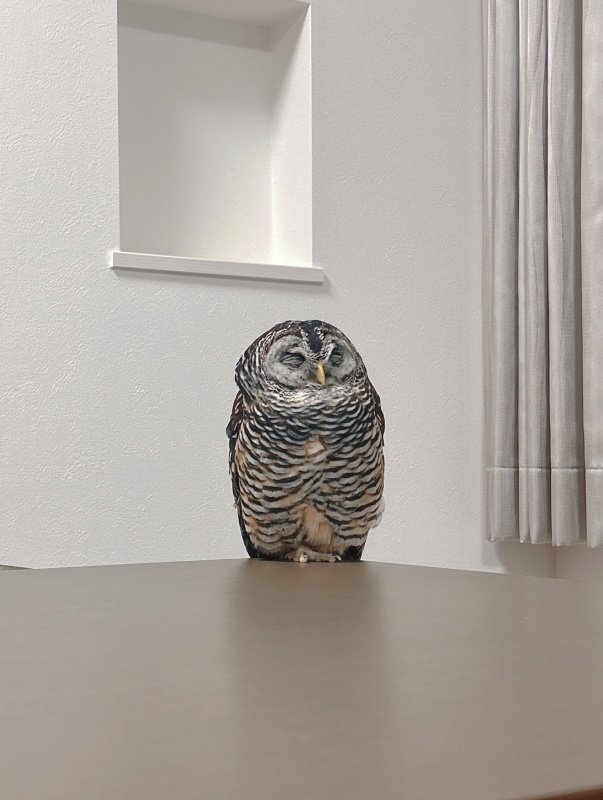 出所：@kanata_akas