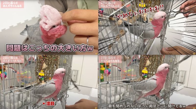 出所：@anz_omomiri