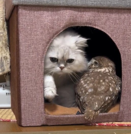 狭いハウスで起きたフクロウと猫の“静かな攻防”→兄に置いて行かれたフクロウの表情が切なすぎる！
