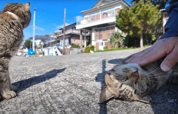 猫が次々と集まってきた！？漁港での幸せタイム、思わず笑顔になってしまうほっこり動画