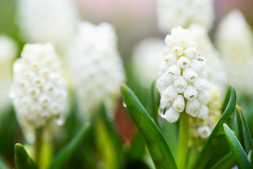 ムスカリ　Yevheniya Tuzinska/istockphoto.com