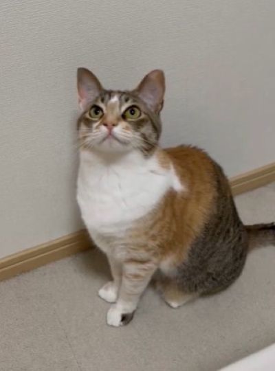 「めちゃくちゃ反応するんですけど」意外なものに夢中な猫ちゃんが話題！可愛い姿にほっこり