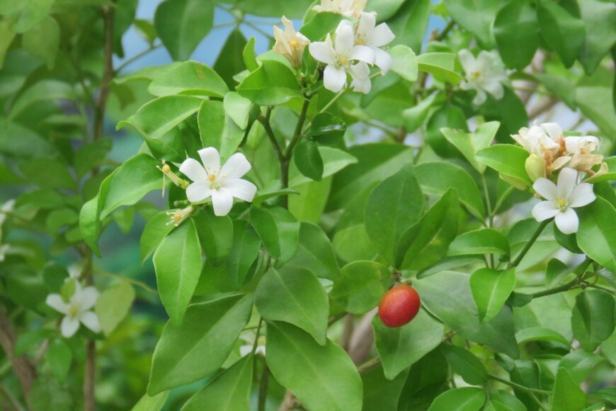 KAN Keosopheak/istockphoto.com