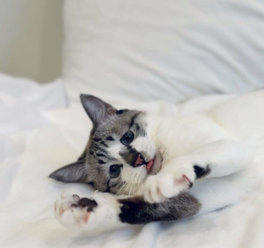 猫じゃらしに夢中で飼い主を引っ掻いてしまった猫…しゅんとした表情がかわいい