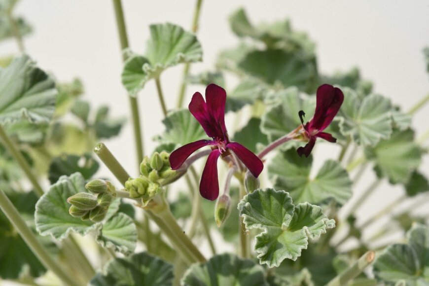 Manfred Ruckszio/shutterstock.com