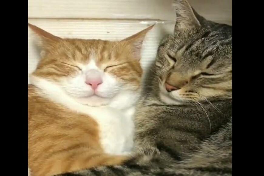 一緒に眠る保護猫兄妹　次の瞬間…相思相愛すぎる行動に「涙が出る」「尊い」の嵐