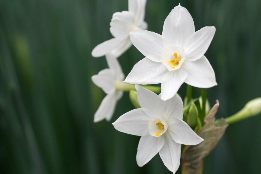 【ガーデニング】真冬の庭に和モダンを感じる「白い花」最強7選