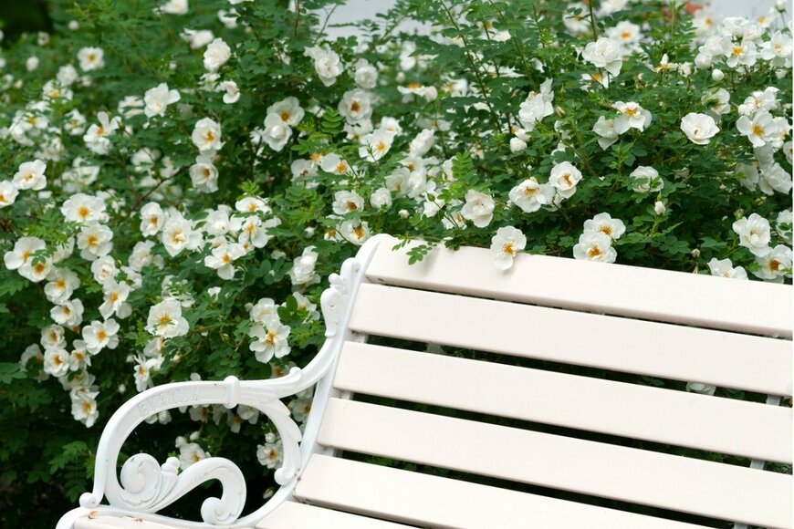 【ガーデニング】お洒落なホワイトガーデンが憧れ！春～初夏まで花咲く植物12選