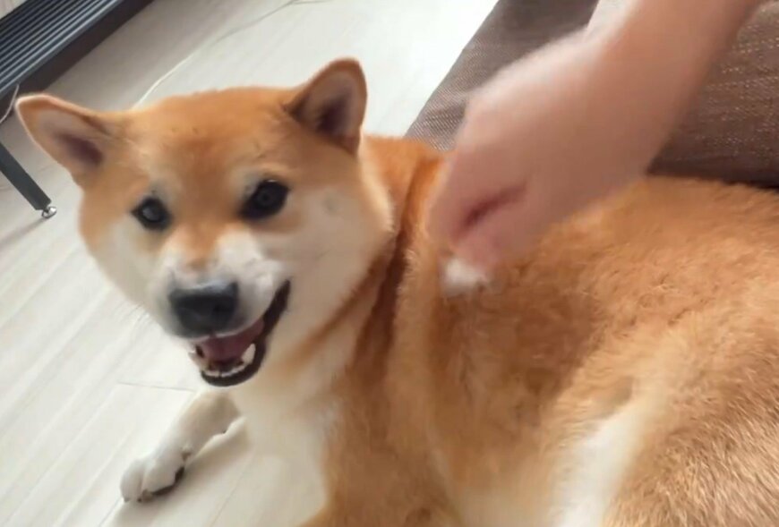 撫でられる犬