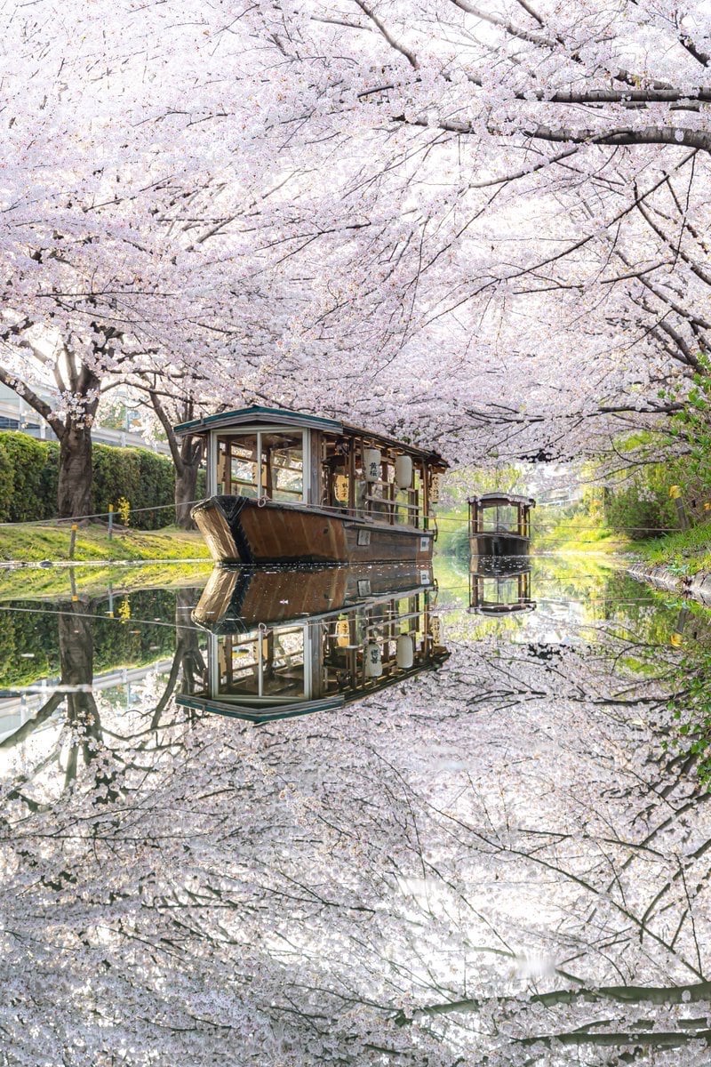 水面を埋め尽くす桜