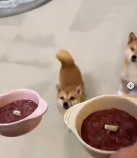 ご飯を待つ2匹の犬