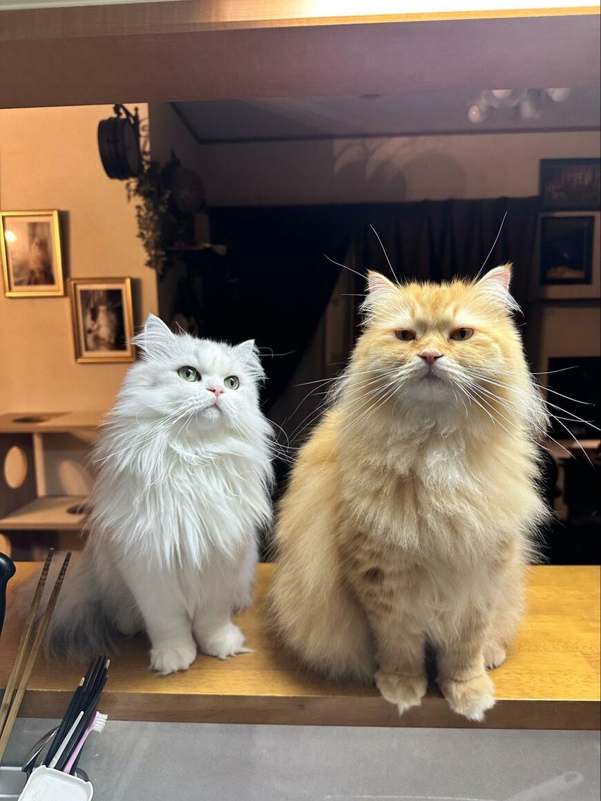 二匹の猫