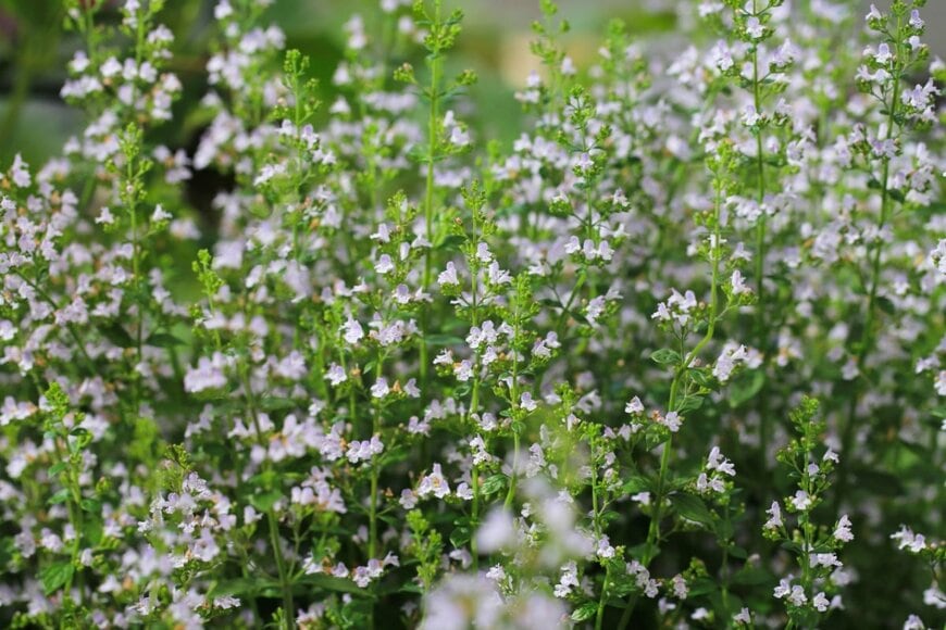 細い茎に可憐な小花を咲かせる「カラミンサ」