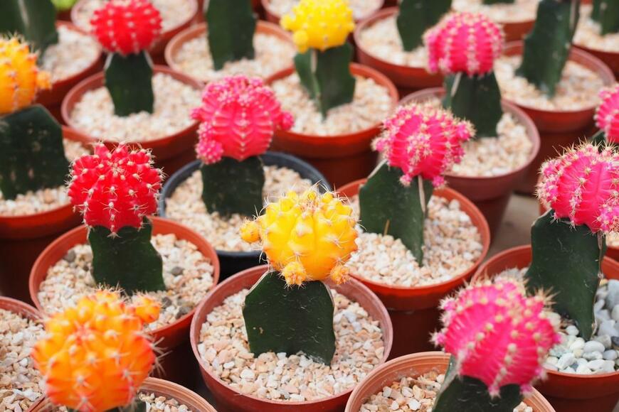 花色豊富な人気者！緋牡丹