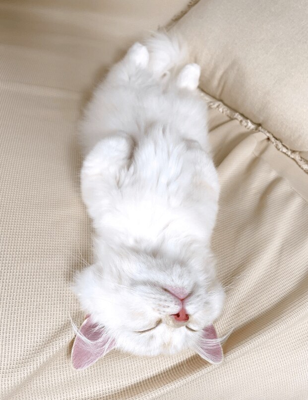 可愛すぎる子猫