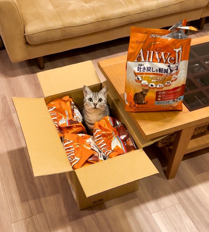 段ボールの中のご飯と猫