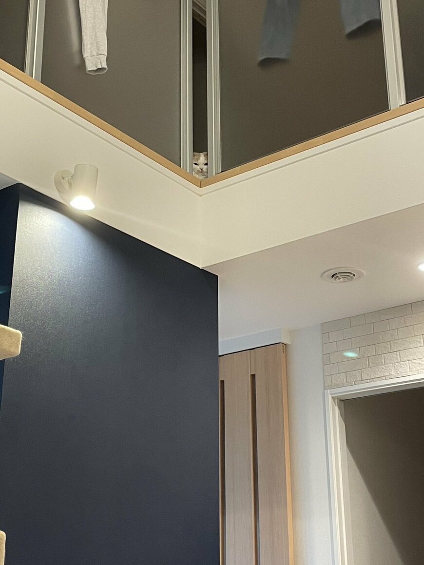 お菓子を開けた飼い主を見つめる猫