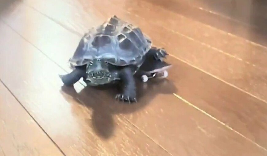 悲劇…！！スケボーからずり落ちてしまう軍曹くん