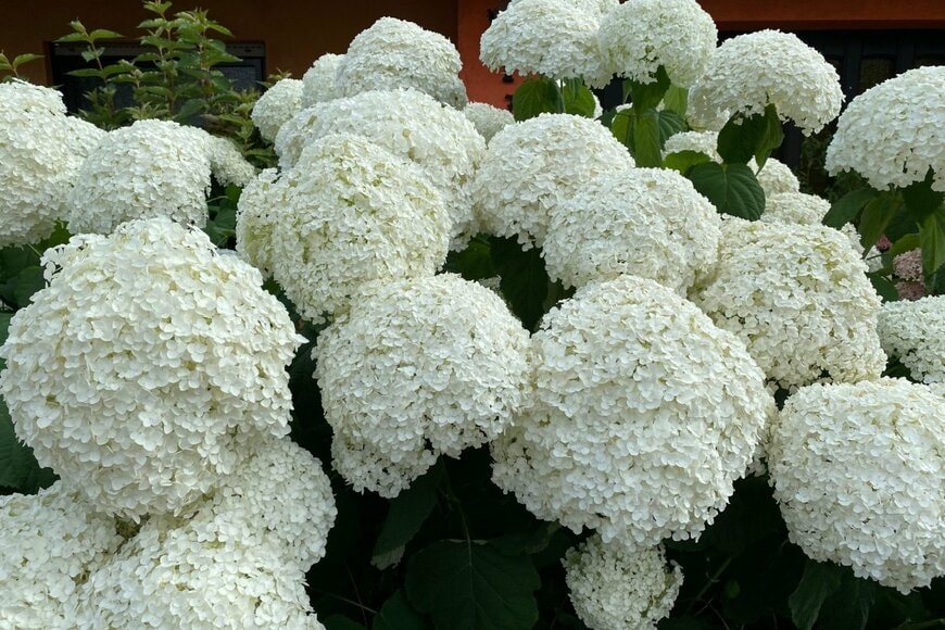 白いアジサイ、アナベルの花が咲いている