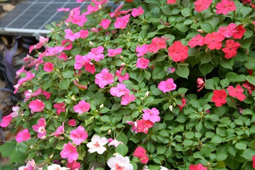 赤やピンクの花を咲かせている、インパチェンス