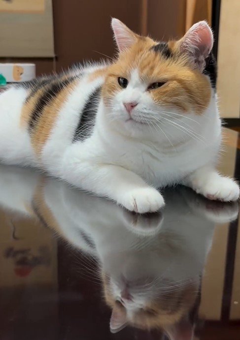 くつろぐ猫
