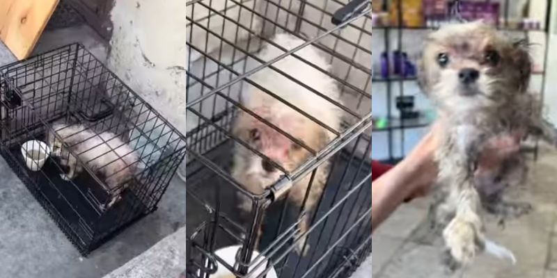 ロサンゼルスの民家の庭に汚れた水のボウルとともに置き去りにされていた白い犬のガレット