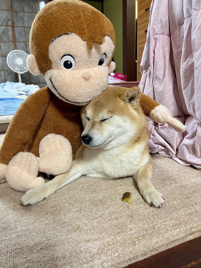 サルのぬいぐるみと犬