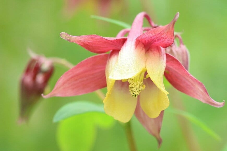 うつむいて咲く、淡いピンクとイエローの西洋オダマキの花