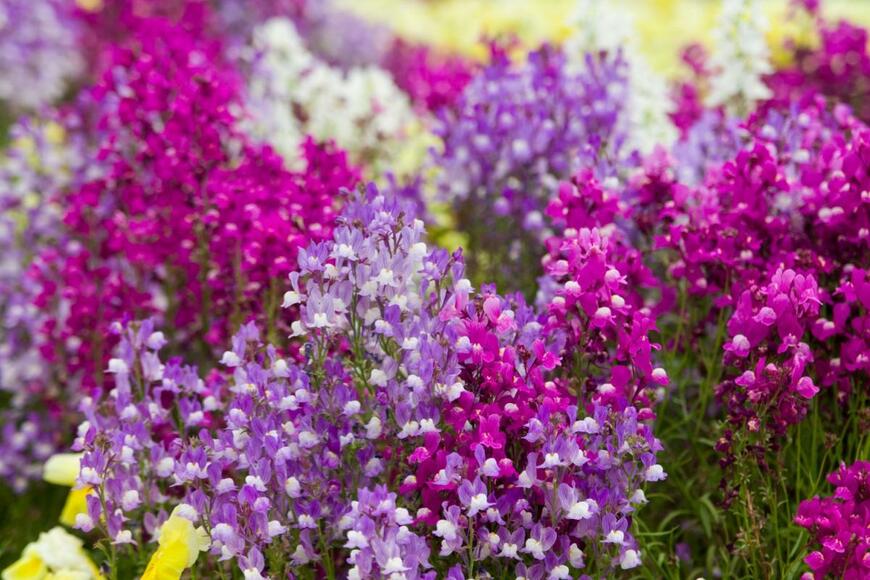 リナリアの花が咲いている。色は紫とピンク。