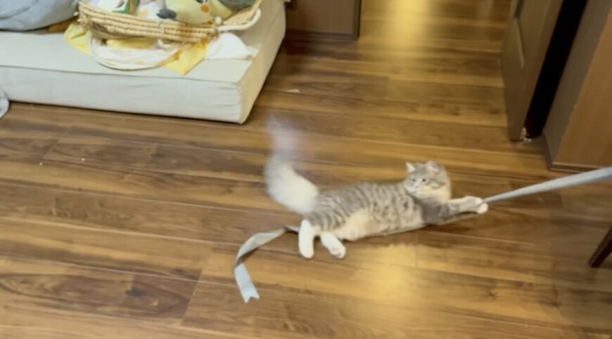 リボンにつかまるクウちゃん